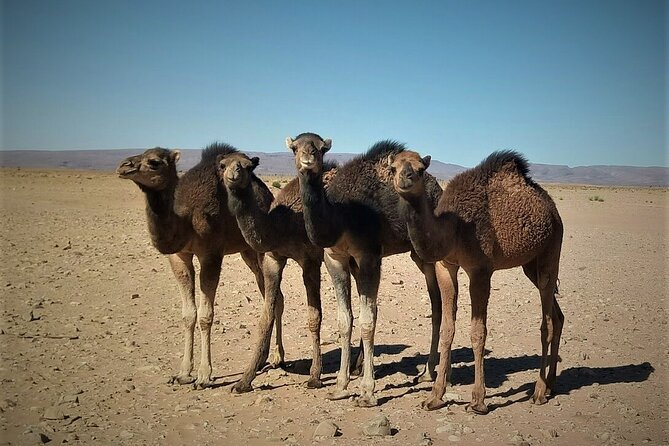 4 days trek - The legs of camels - Weather and physical reality near M’Hamid