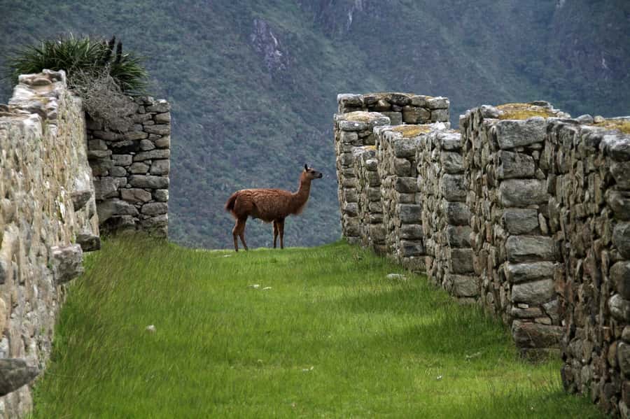 5-Day Classic Salkantay Trek to Machu Picchu return by Train - Price and logistics: what you’re really paying for