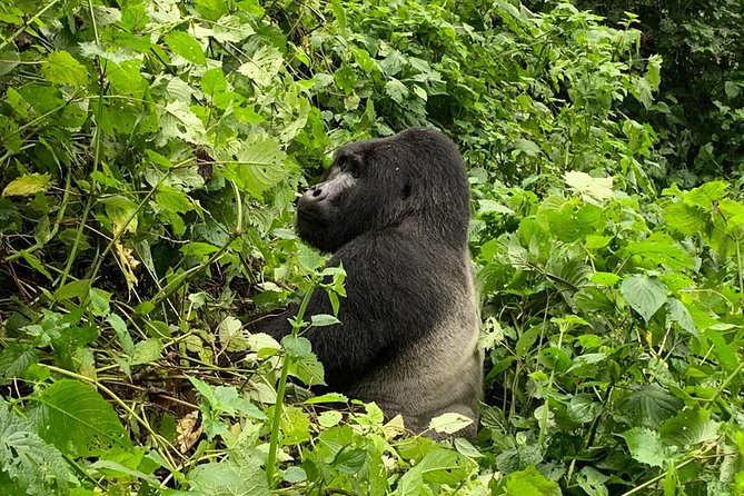 5 Day Gorillas, Wildlife and Kalinzu Forest Chimp Trek - The trip in one sentence