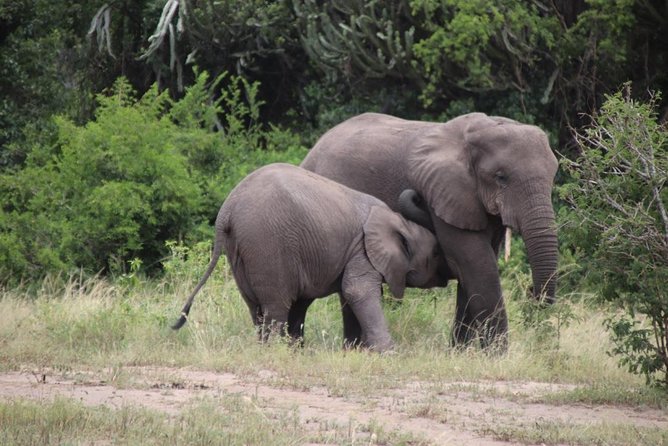 5 Day Gorillas, Wildlife and Kalinzu Forest Chimp Trek - Day 1: Entebbe to Bwindi, with real stops on the drive