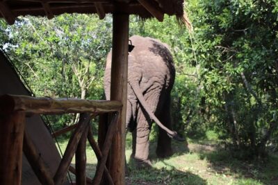 5 Day Gorillas, Wildlife and Kalinzu Forest Chimp Trek - Who this safari fits best (and who should pick something else)
