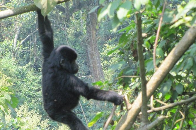 5 Day Gorillas, Wildlife and Kalinzu Forest Chimp Trek - Day 3: Queen Elizabeth afternoon game drive on Kasenyi Plains