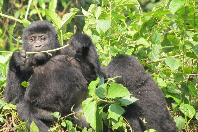 5 Day Gorillas, Wildlife and Kalinzu Forest Chimp Trek - Day 5: Kalinzu chimp trekking after breakfast, then back to Kampala/Entebbe