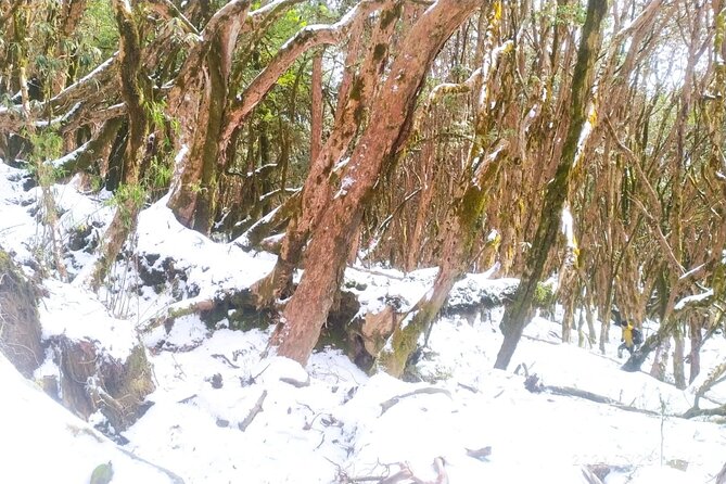 5 Day Mardi Himal Base Camp Trek in Pokhara - Day 1: Kande to Australian Camp via forest trails and viewpoints