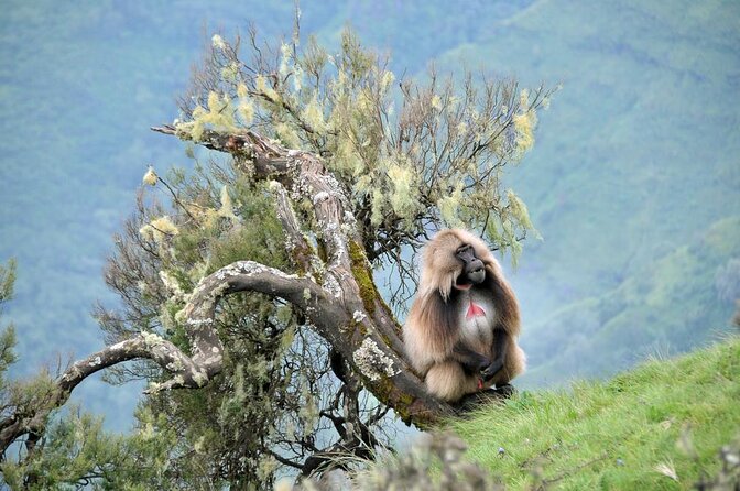 5-Day Northern Ethiopia Tour : 3D Simien Mountains Trek & Axum. - Key things to know before you go