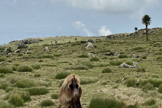 5-Day Northern Ethiopia Tour : 3D Simien Mountains Trek & Axum. - Axum to Simien: a smart combo of stone, sky, and steep walking