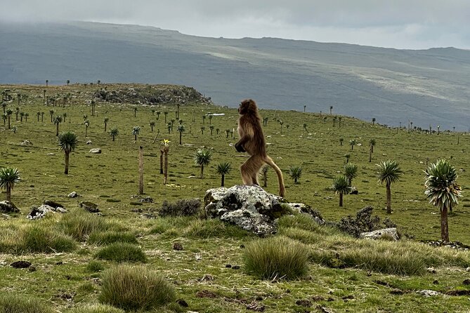 5-Day Northern Ethiopia Tour : 3D Simien Mountains Trek & Axum. - Day 3: Sankaber in Simien Mountains National Park for ridge views and geladas