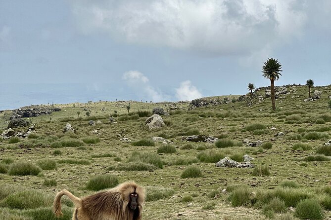 5-Day Northern Ethiopia Tour : 3D Simien Mountains Trek & Axum. - Price and value: what $471.80 covers and what to budget separately