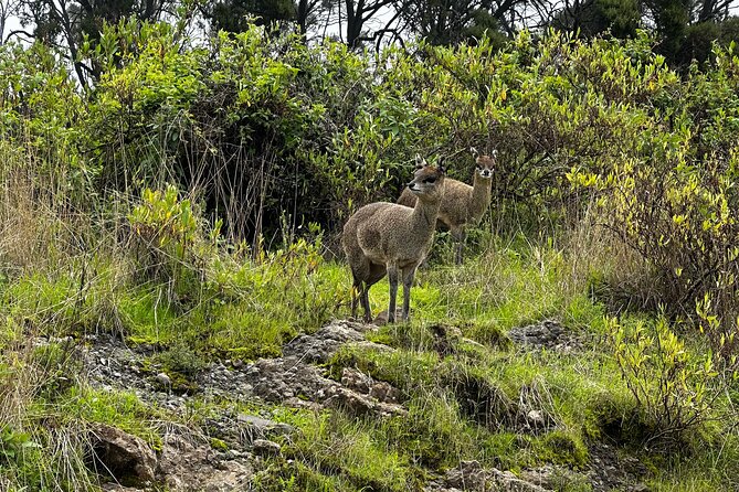 5-Day Northern Ethiopia Tour : 3D Simien Mountains Trek & Axum. - Comfort, cold nights, and how to pack like you’ll actually use it