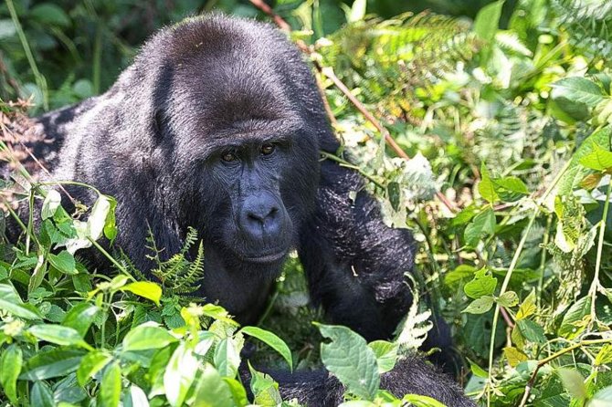 5-Day Pearl of Africa Chimps and Gorilla Trekking Safari - Key highlights before you commit