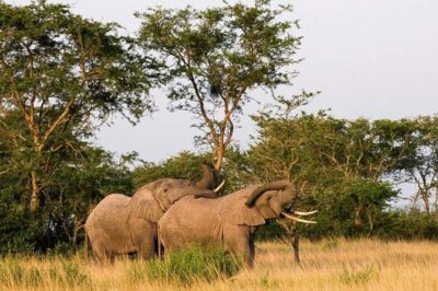 5-Day Pearl of Africa Chimps and Gorilla Trekking Safari - Why this 5-day “Pearl of Africa” route works