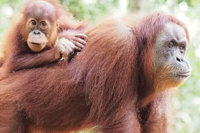 5 Day's 4 Night's jungle Tour trekking in Bukit Lawang - Key things I’d bet you’ll care about