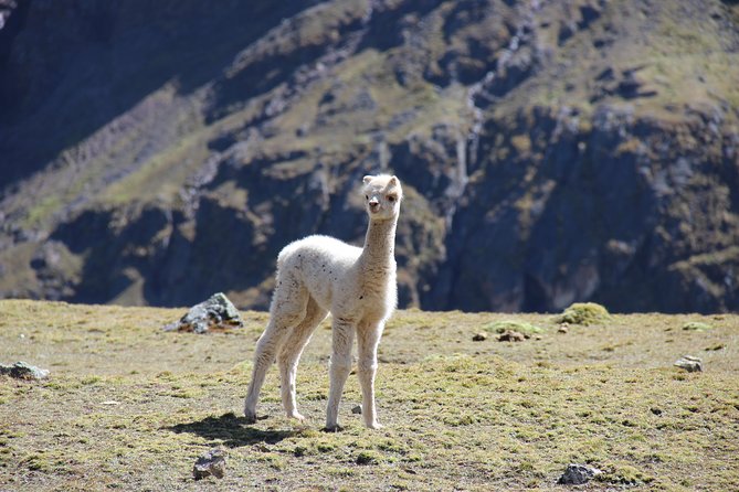 5 Day - Salkantay trek to Machu Picchu - Group Service - Day 3: La Playa at 2,500 m, Lluskamayo crossings, and optional hot springs