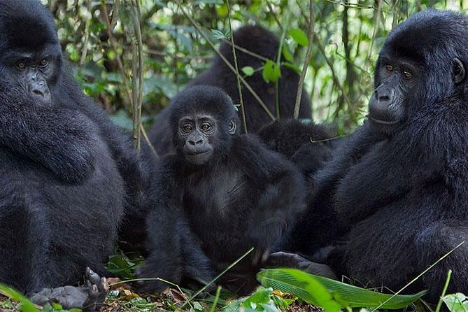 5 Days Bwindi gorilla trekking and Queen Elizabeth safari - Day 1: arrival in Uganda and a first look at Kampala