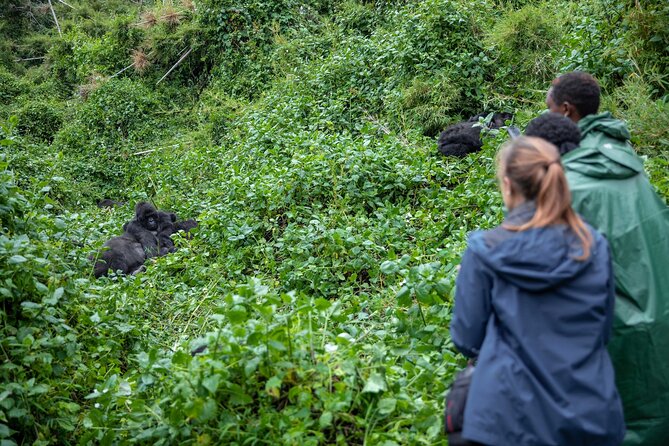 5 Days Gorilla and Chimpanzee Trekking in Uganda - Key points to know before you go