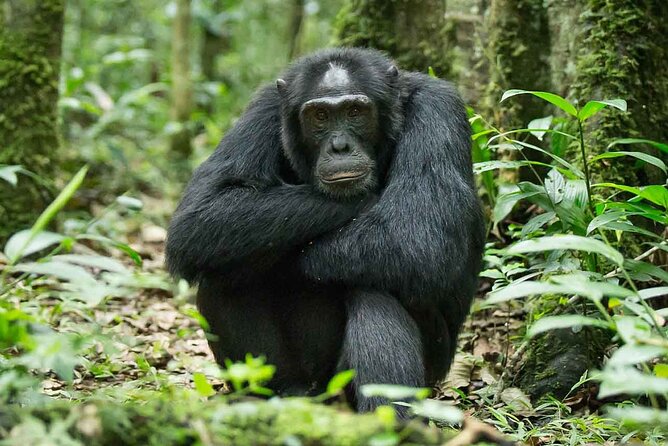 5 Days Gorilla and Chimpanzee Trekking in Uganda - Gorilla trekking in Bwindi: briefing, thick forest, and one hour with the gorillas