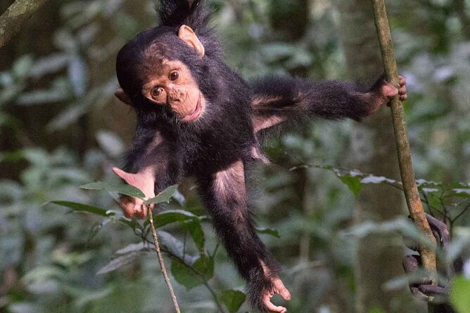 5 Days Gorilla and Chimpanzee Trekking in Uganda - What to pack and how to prep for moderate fitness treks