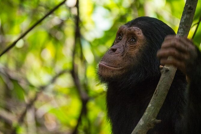 5 Days Gorilla and Chimpanzee Trekking in Uganda - The drive to Bwindi and what check-in really means