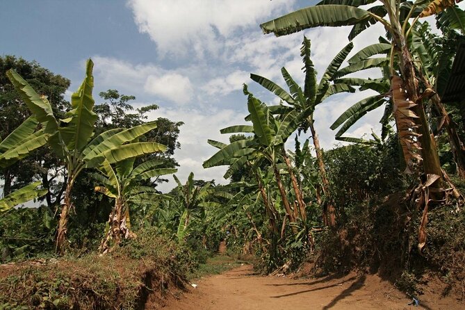 5 Days Marangu Route - Mount Kilimanjaro Trek - Descent to Mandara and Out at the Park Gate: Warm Lunch, Rainforest Again, and a Real Shower