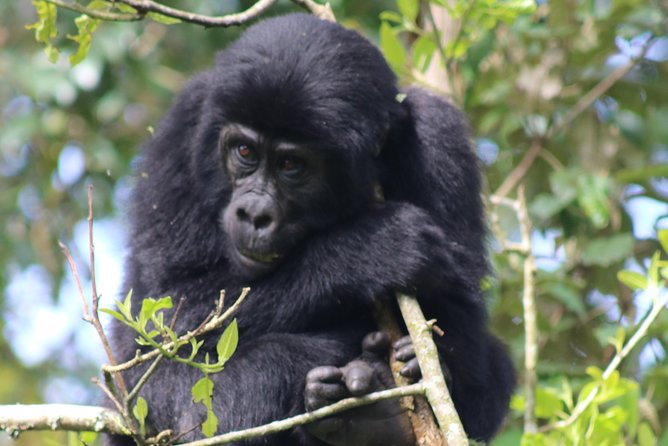 6 Day Gorillas, Golden Monkeys and Chimp Trek at Kibale - Key highlights at a glance