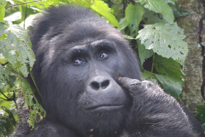6 Day Gorillas, Golden Monkeys and Chimp Trek at Kibale - Primate treks in Uganda, with Rwanda as the afterglow