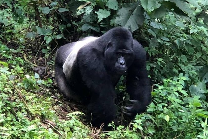 6 Day Gorillas, Golden Monkeys and Chimp Trek at Kibale - Mgahinga golden monkeys plus Lake Bunyonyi sunrise