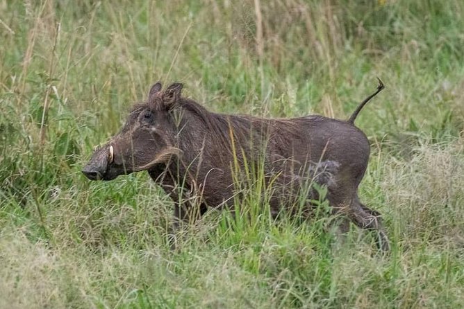 6 Day Gorillas, Golden Monkeys and Chimp Trek at Kibale - Driving days, borders, and ending in Kigali