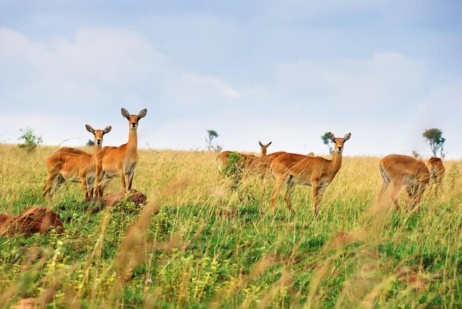 6 Day Gorillas, Golden Monkeys and Chimp Trek at Kibale - Queen Elizabeth game drives: Kasenyi Plains and the hope for the big cats