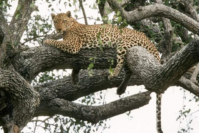 6-Day Murchison Falls, Chimp Trekking and Big Game Combo - Key Highlights to Know Before You Go