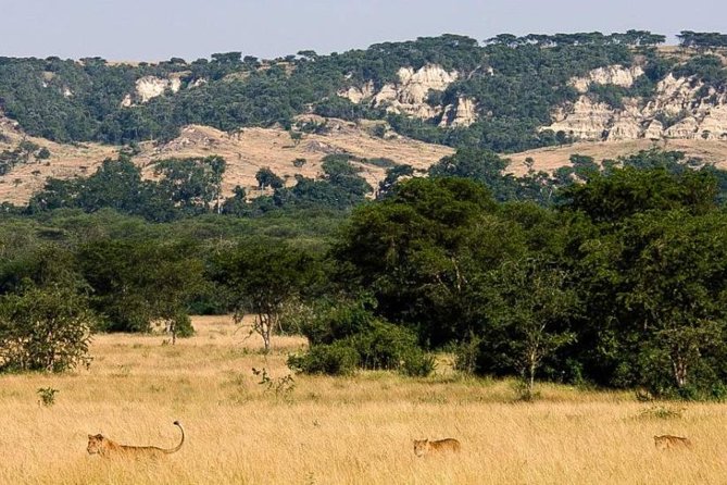 6-Day Murchison Falls, Chimp Trekking and Big Game Combo - Murchison Falls Meets Zziwa Rhino Sanctuary: The Start That Sets the Tone