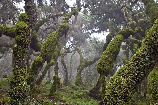 6 Days Bale Mountains Trekking - Key points before you go