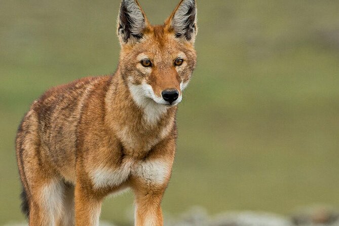 6 Days Bale Mountains Trekking - Day 3 through Mararo Valley: eagles nesting and another shot at Ethiopian Wolf