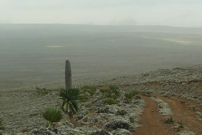 6 Days Bale Mountains Trekking - Day 5 in Harenna Forest: waterfall walk, bamboo trail, and Bale Monkey