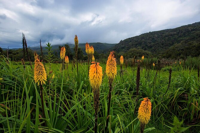 6 Days Bale Mountains Trekking - Small group trekking with Armaye Ethiopia Tours: what that means in real life