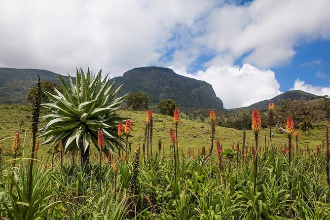 6 Days Bale Mountains Trekking - Day 2 to Sodota Camp: 18km between the Wolla and Web rivers