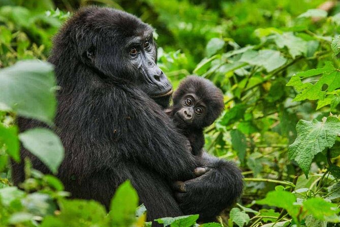 6 Days Uganda Gorilla, Chimps Trekking and Wildlife Safari - Key things I’d prioritize on this safari