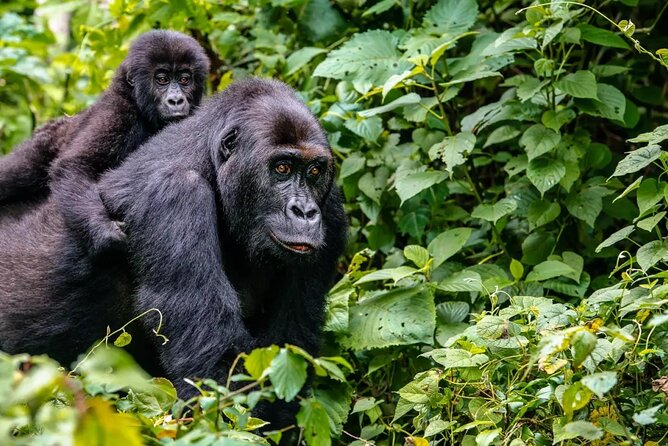6 Days Uganda Gorilla, Chimps Trekking and Wildlife Safari - Kyambura Gorge chimp trekking: a more intimate primate hunt