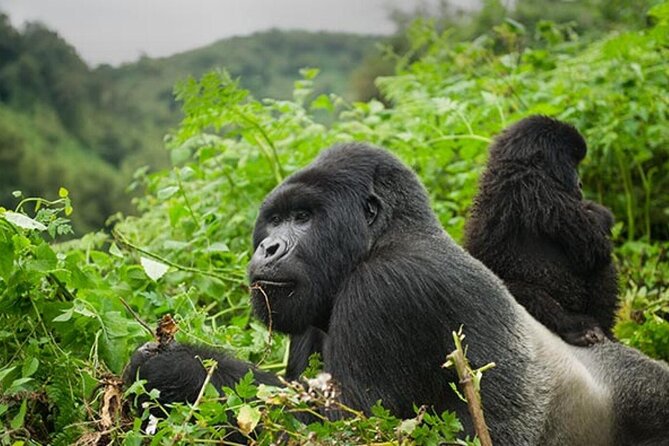 6 Days Uganda Gorilla, Chimps Trekking and Wildlife Safari - The long road to Bwindi: 10 hours of Kigezi country