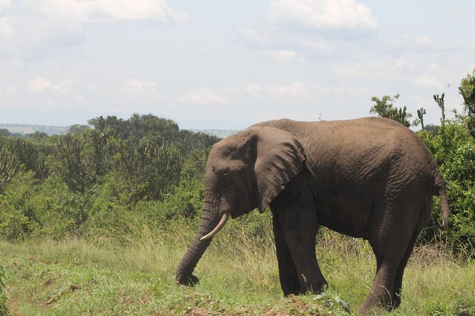 7-Day Murchison Falls, Chimps & Gorilla Trekking - Key things to know before you go