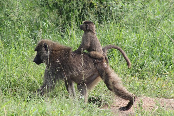 7-Day Murchison Falls, Chimps & Gorilla Trekking - Entering Murchison Falls: big wildlife, big birds, fast arrivals