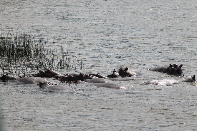 7-Day Murchison Falls, Chimps & Gorilla Trekking - Budongo Forest chimp trekking: primates, birds, and patient forest time