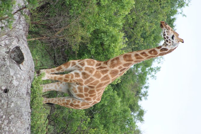 7-Day Murchison Falls, Chimps & Gorilla Trekking - Lake Bunyonyi and Zziwa Rhino Sanctuary: slowing down after the forest