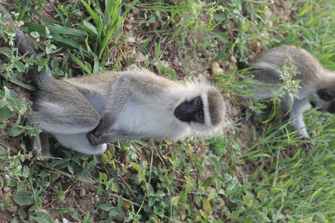 7-Day Murchison Falls, Chimps & Gorilla Trekking - Driving distances and daily timing: what makes this trip work