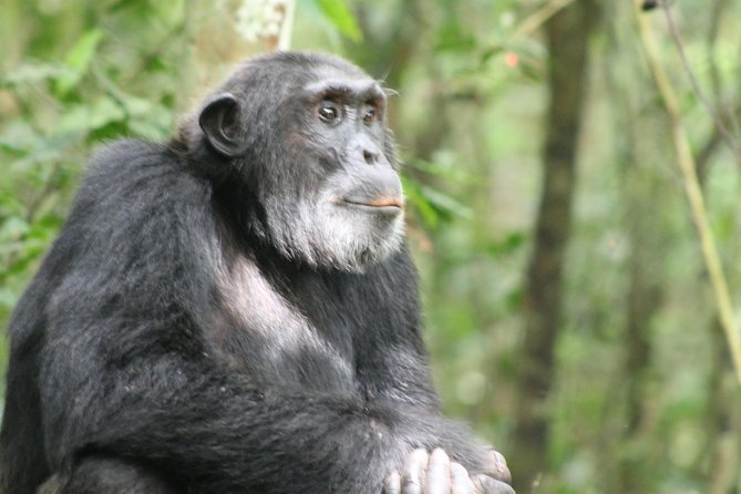 7-Day Murchison Falls, Chimps & Gorilla Trekking - The early game drive plus boat trip to the base of the falls