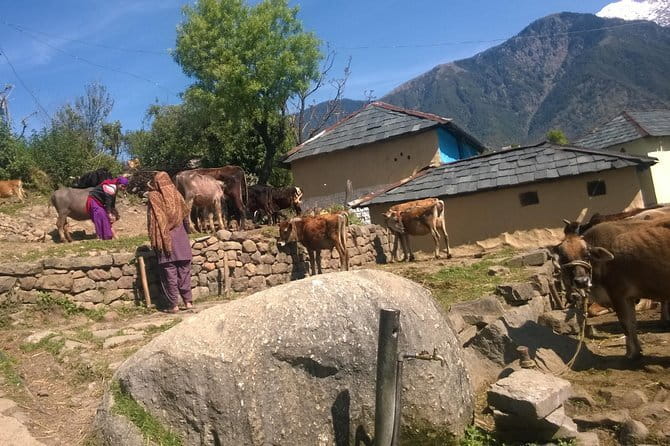 7 Days Dharamsala - Dalai Lama home Trek - Dharamsala First Day: Dalai Lama Temple Time + Getting Your Bearings