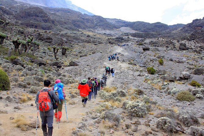 7 Days Kilimanjaro Trekking Machame Route with Professional Guide - Day 8–9: Forest Descent to Mweka Gate, Coffee Farms, and Arusha Return