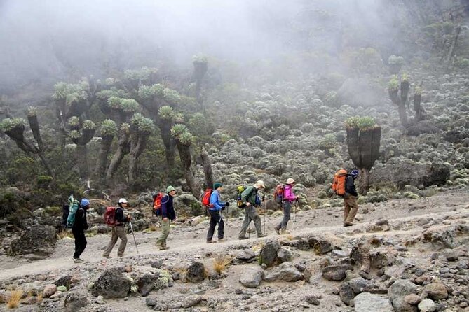 7 Days Kilimanjaro Trekking Machame Route with Professional Guide - Arusha Arrival Day: Private Transfer, Briefing, and Equipment Check
