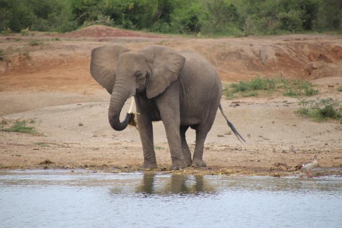 8 Day Gorilla Trek, Wildlife Safari and Chimp Habituation Experience - How the Kigali to Kampala/Entebbe Route Really Works