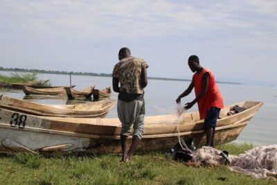 8 Day Gorilla Trek, Wildlife Safari and Chimp Habituation Experience - Mgahinga Golden Monkeys and Lake Bunyonyi: A Softer Day After Bwindi