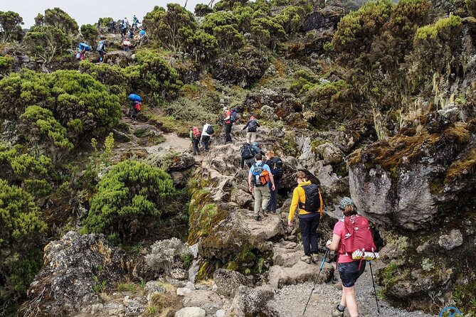 8 Day Mount Kilimanjaro Trekking Lemosho Route - Day 4: Lava Tower, Shark’s Tooth, and the Descent to Barranco